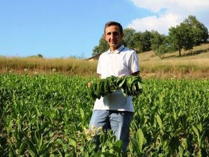 Geçimlerini tütüncülükle sağlıyorlar