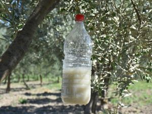 Zeytin sineğiyle mücadelede biyoteknik yöntem