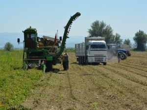 Salihli Ovası’nda makineli domates hasadı