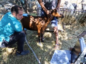 Kıl keçilerine ultrasonlu sağlık kontrolü