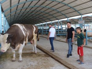 1,5 tonluk tosun pazarın gözdesi oldu