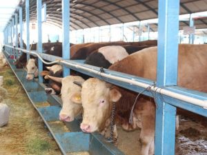 Ortak kurbanda pandemi önlemlerine uyulması önem taşıyor