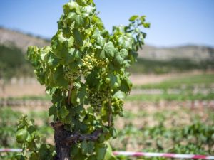 Ekoköy’de ilk hasat yapıldı