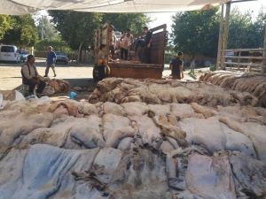 Sarıgöl’de THK’na 6 bin 225 deri bağışlandı