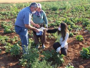 Su kullanılmadan üretilen bamya hasadı başladı