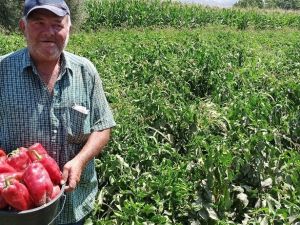 Salçalık kırmızı biber piyasada