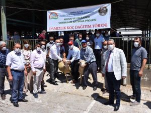 Manisalı yetiştiricilere damızlık koç dağıtıldı