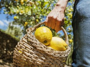 Limon ihracatında ön izin şartı kaldırıldı