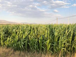 Aslanapa’da silajlık mısırda yüksek rekolte bekleniyor