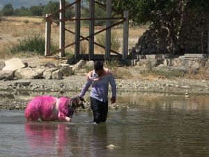 Koyunlar 847. kez Köprübaşından karşıya atlayacak
