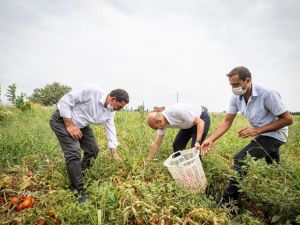 Başkan Soyer domates hasadı yaptı
