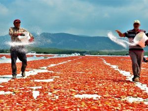 Korona sebebiyle ekim yapamayan ülkelere kurutulmuş domatesler Manisa’dan