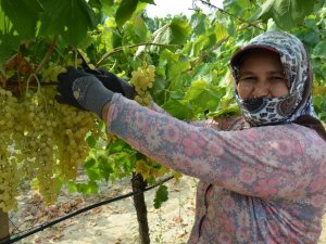 Sultani üzümde ilk ihracat tırları törenle uğurlandı