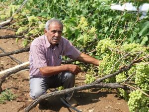 Manisa’da çiftçileri sel felaketi vurdu