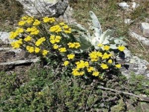 2 bin metrede yetişen şifa kaynağı ’Sarı Ot’un hasadı başladı