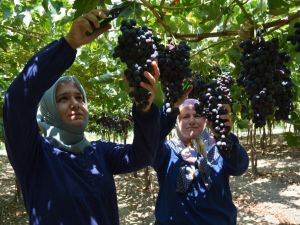 Lezzeti beğenilen ’Spil Karası’nın üretimi ülke genelinde yaygınlaşıyor
