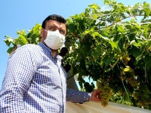 AK Parti’li Milletvekili Akkal, zarar gören bağlarda incelemelerde bulundu