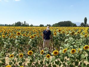Ayçiçeği hasadında umutlu bekleyiş