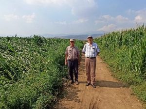 Ödemiş’te ikinci ürün mısır toprakla buluşuyor