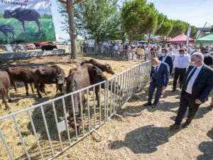 İzmir’de 22 üreticiye 73 manda hibe edildi