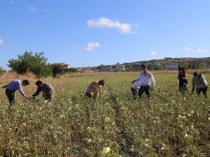 Celaliye’de bamya hasadı yapıldı