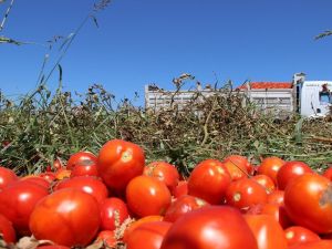 Manisa’da domatesler tarlada kaldı