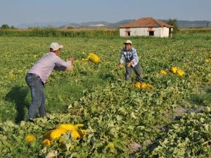 Kırkağaç Kavununda ilk hasat başladı