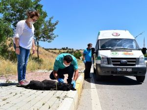 Uşak’ta sokak hayvanları için yeni bir umut