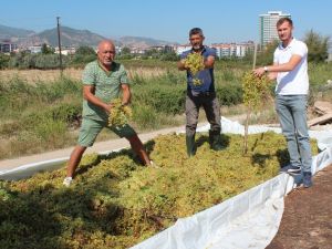 Manisa’da düşük kalite üzümde alımlar başladı