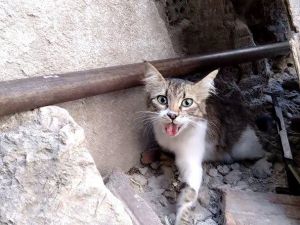 Boğazına kemik batan sokak kedisi ameliyatla sağlığına kavuştu