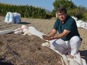 Kırkağaç’ta ay çekirdeği hasadı başladı