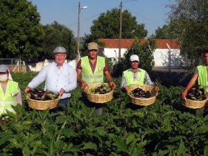 Ata tohumlarının hasadı başladı