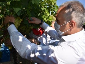 İl Müdürü Öztürk’ten üzüm üreticilerine uyarı