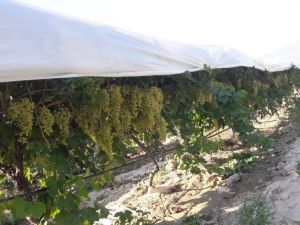 Çiftçiler üzümlerini böyle koruma altına aldı