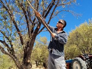 Datça’da badem hasadı devam ediyor