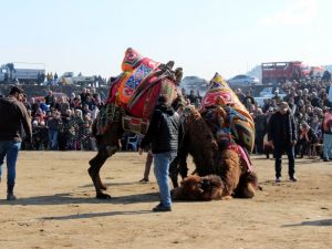 Salgın biterse develer Salihli’de 28 Şubat’ta güreşecek