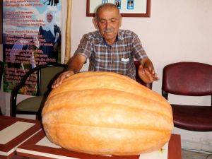 Sarıgöl’de devasa bal kabağı üretimi yaygınlaşıyor