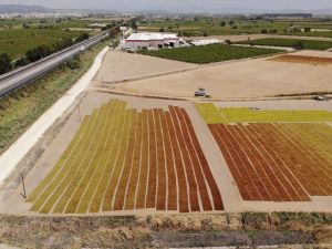 Manisa’da çekirdeksiz Sultani üzümde kurutma sezonu başladı