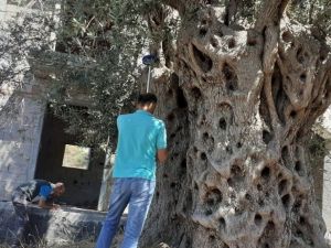 Bitişiğine villa yapılan 1500 yıllık zeytin ağacının tescili için çalışma başlatıldı