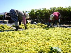 Yaş üzüm üreticileri kurutmalık üzüme yöneldi