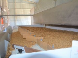 Akyurt Tohum Eleme Tesisi 856 ton hububatı işledi