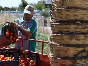 Buca’da bin 255 aileye 15 ton ürün desteği
