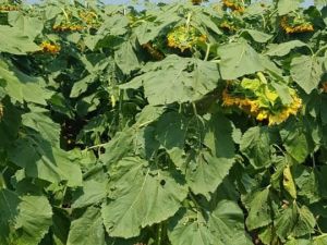 Altıntaş’ta tarımda alternatif ürün üretimi