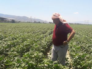 Ziraat Odaları Koordinasyon Kurulu Başkanı Kendirlioğlu, pamuktaki sıkıntıları dile getirdi
