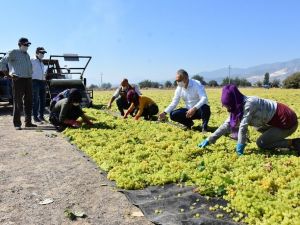 Üretici üzüm fiyatlarından memnun