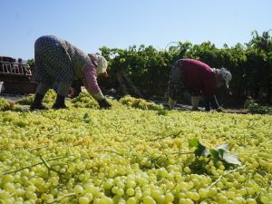 Açıklanan kuru üzüm fiyatı çiftçileri ve TARİŞ’İ sevindirdi