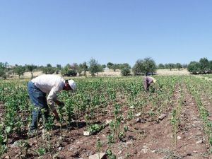 Dünyanın en kaliteli tütünleri arasında yer alan İç Ege’de kırım başladı