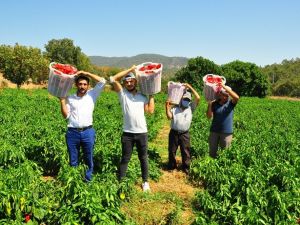 Fabrika işçisinin ektiği kapya biber köylünün umudu oldu
