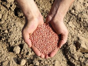 Ülker’in bisküvilik, yüksek verimli Aliağa Buğdayı’nda ilk hasat yapıldı