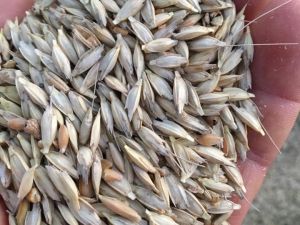 Çavdarhisar’da organik ata tohumu ’’Siyez buğdayı’’ ilk kez yetiştirildi